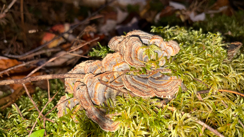 turkey-tail