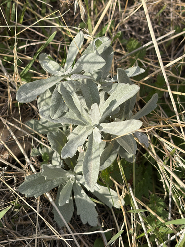 Silver Wormwood