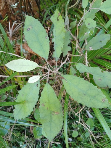 Olearia rani observed 2026-10-26