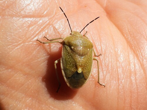 Uhler's Stink Bug