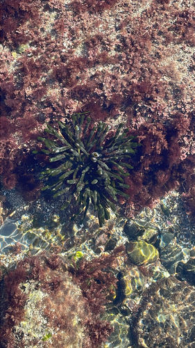 Codium observed 2026-10-25