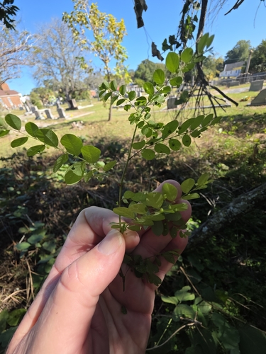 Phyllanthus tenellus observed 2026-10-25