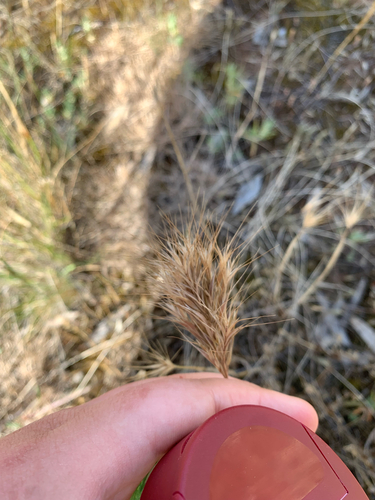 Bromus rubens observed 2026-10-16