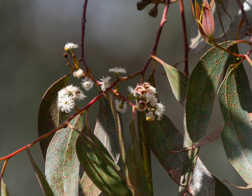 Eucalyptus sieberi observed 2026-10-26