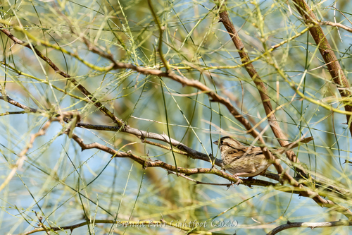 Lincoln's Sparrow