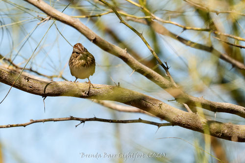 Lincoln's Sparrow