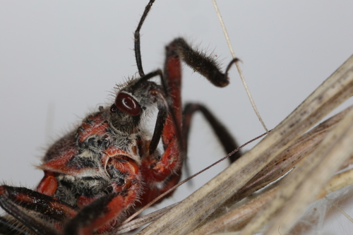 Apiomerus spissipes
