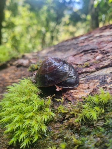 Helix richmondiana, 2026-10-26