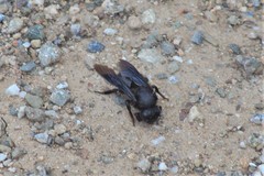 Megachile parietina