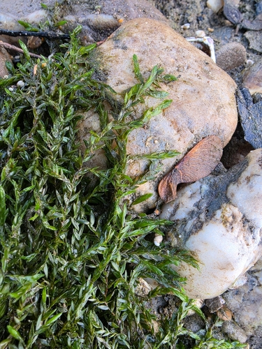 Fontinalis antipyretica observed 2026-10-25