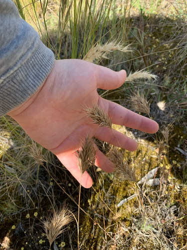 Bromus rubens observed 2026-10-16