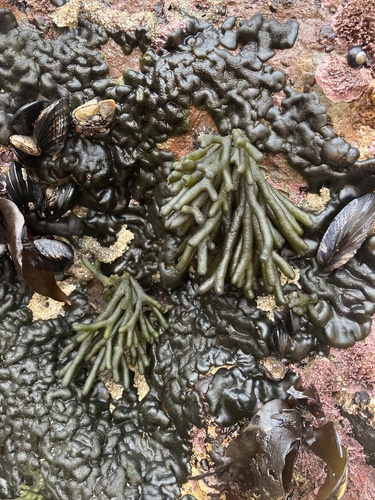 Codium observed 2026-10-25