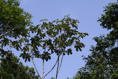 Cecropia obtusa