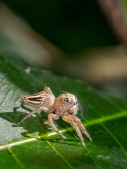 Colopsus