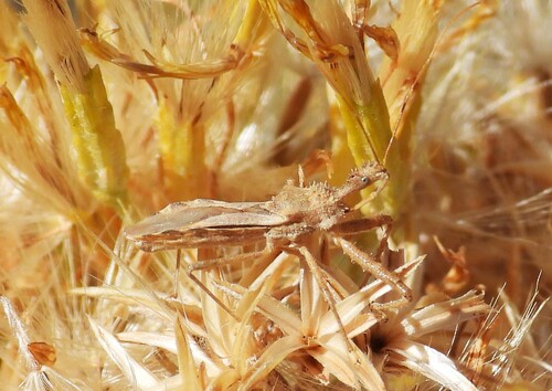 Spined Assassin Bug