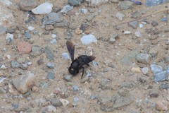 Megachile parietina