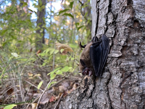 Eptesicus fuscus observed 2026-10-25