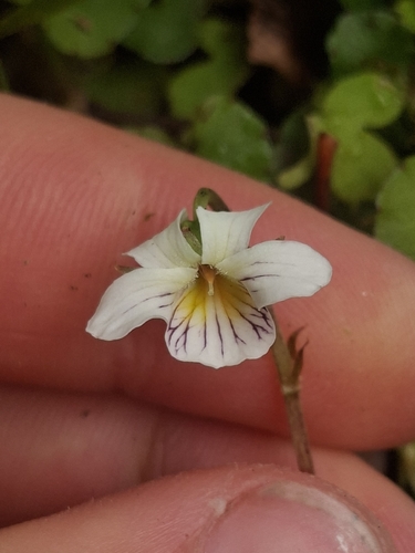 Viola filicaulis observed 2026-10-25