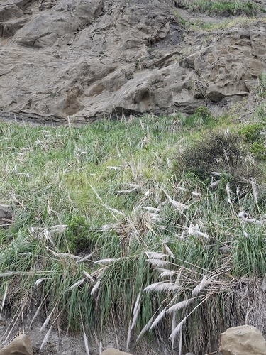 Cortaderia observed 2026-10-26