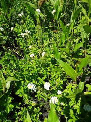 Plagiobothrys hirtus