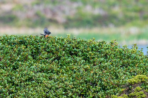 Spotted Towhee