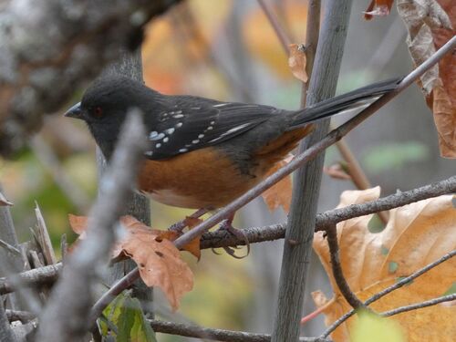 Spotted Towhee