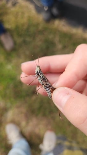 Admirable Grasshopper