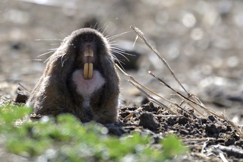 Botta's Pocket Gopher