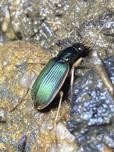 Chlaenius darlingensis