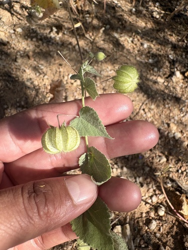 Herissantia crispa observed 2026-10-25