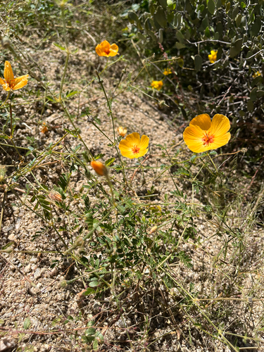 Arizona poppy