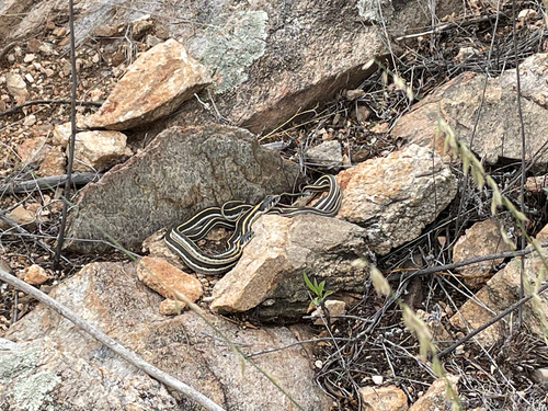 Black-necked Garter Snake