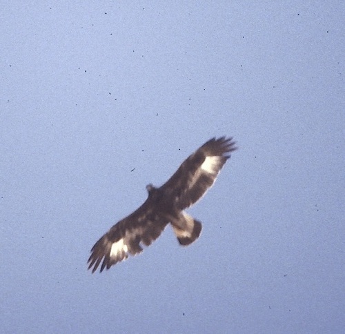 Golden Eagle
