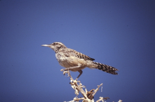 Cactus Wren
