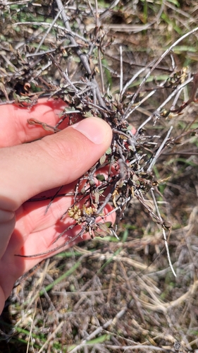 Muehlenbeckia complexa observed 2026-10-25