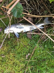 Catostomus macrocheilus