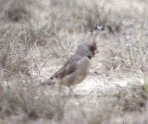 Pyrrhuloxia