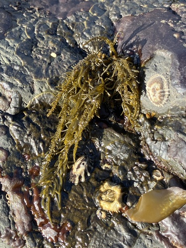 Analipus japonicus observed 2026-10-25