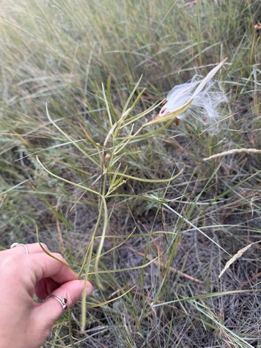horsetail milkweed