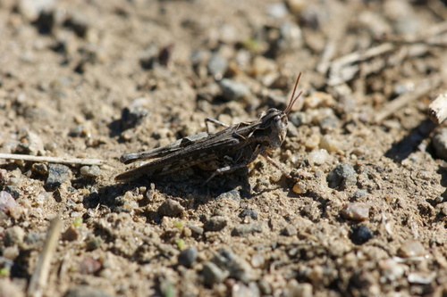 Texas Range Grasshopper