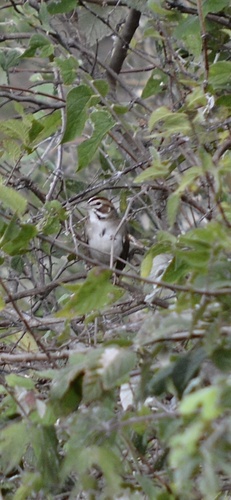 Lark Sparrow