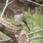 Empidonax minimus