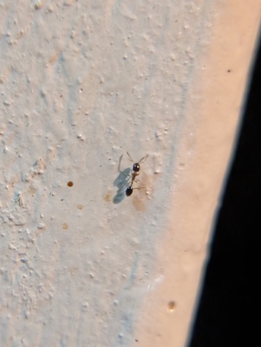 Monomorium floricola observed 2026-10-25