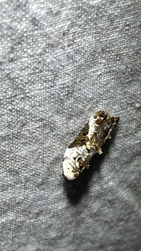 Snowy-shouldered Acleris Moth (Acleris nivisellana)