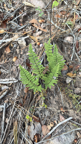 Myriopteris fendleri, 2026-10-24