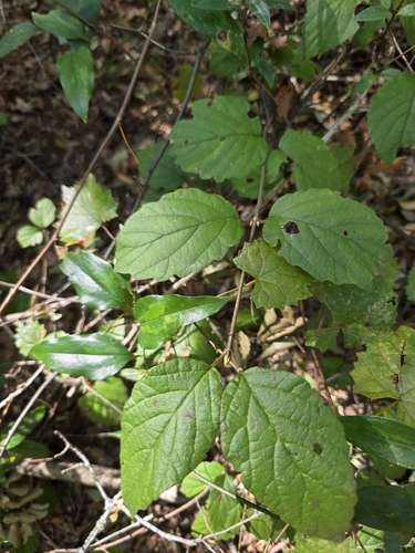 Viburnum dentatum observed 2026-10-25