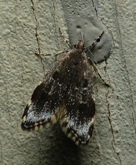 Eido trimaculella