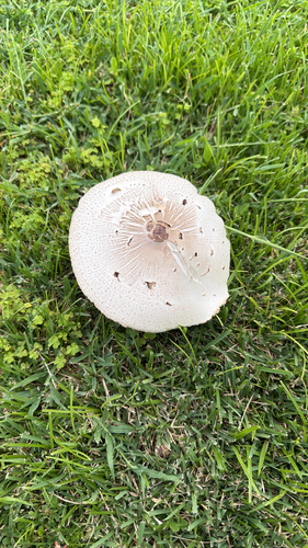 Lepiota observed 2026-10-25