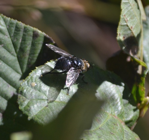 Archytas metallicus