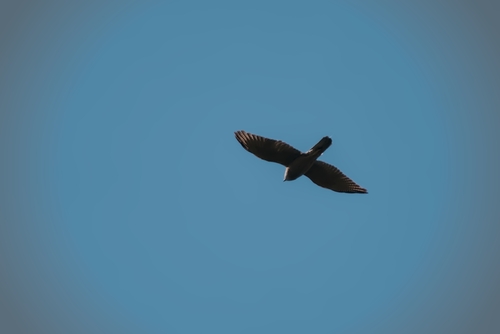 Accipiter fasciatus observed 2026-10-25